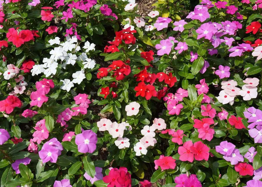 長(zhǎng)春花